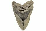 Huge, 5.97" Fossil Megalodon Tooth - North Carolina - #200238-1